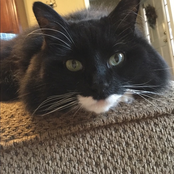 โArtieโ Our Beloved Pomeranian 5/24/07-2/24/18 - Picture 2 of 8